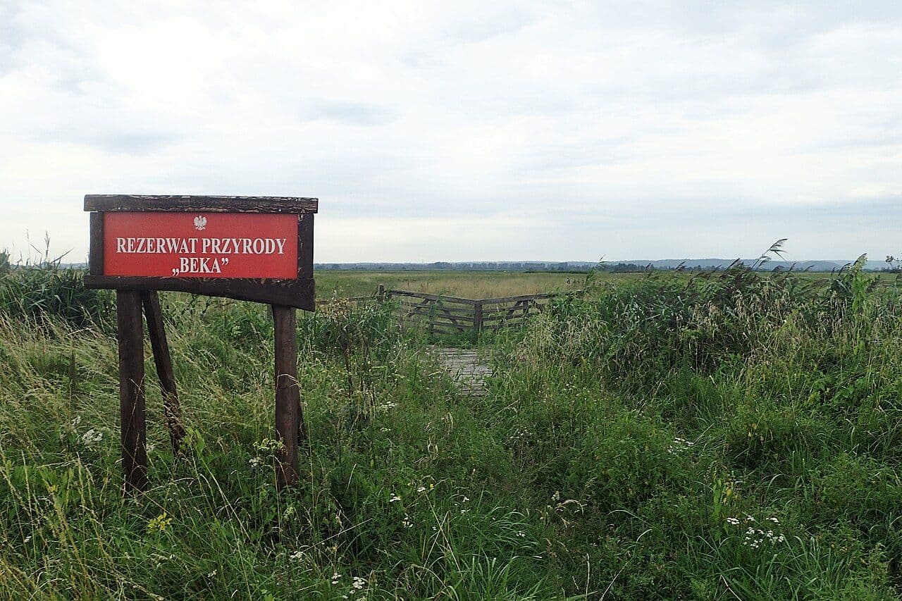 Rezerwat Beka - raj ptaków między Puckiem a Mechelinkami
